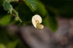 Sticky jointvetch